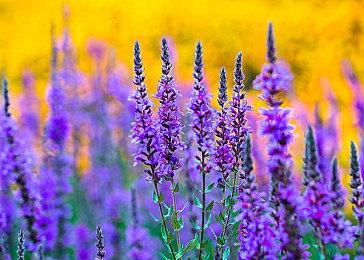 NS版《尼尔：机械纪元》TGS新宣传片 10月6日发售在即